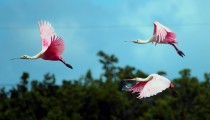 IMG_9559RoseateSpoonbillsinFlight