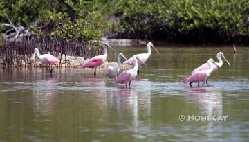 IMG_9589SevenSpoonbills