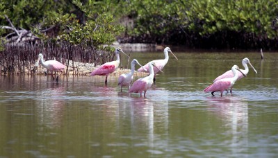 IMG_9589SevenSpoonbills Roseate Spoonbills