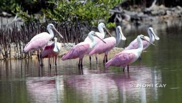 IMG_9644SpoonbillClutch