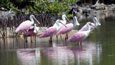 IMG_9644SpoonbillClutch Roseate Spoonbills