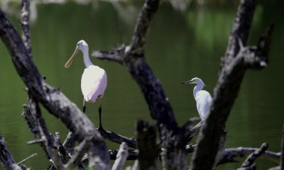 IMG_9674SpoonbillandEgret Roseate Spoonbill and Snowny Egret