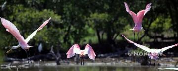 IMG_9677SpoonbillsInFlight