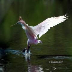 IMG_9683Spoonbill