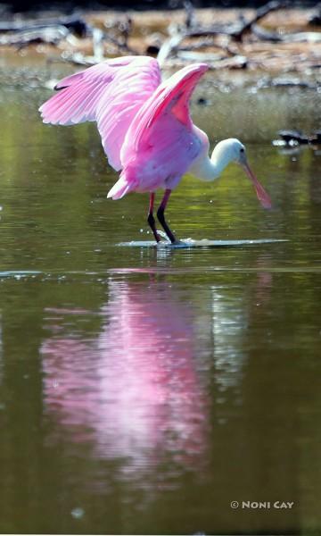 Roseate Spoonbill immature