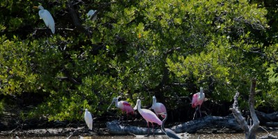 IMG_9725GroupPhoto Water Birds