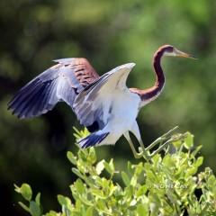 IMG_9740TricoloredHeronLanding Tricolored Heron