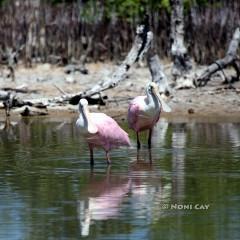 IMG_9769Bills in the Marsh Roseate Spoonbills