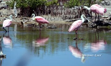 IMG_9770Roseate Spoonbills