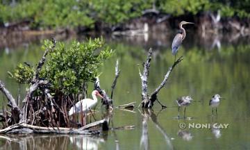 IMG_9783WaterBirds