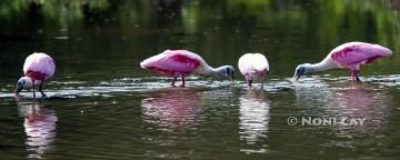 IMG_9797Spoonbills