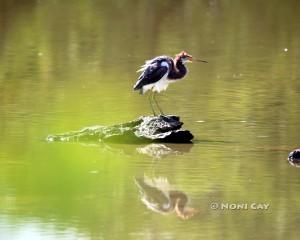 IMG_9804Ruffled Tricolored Heron