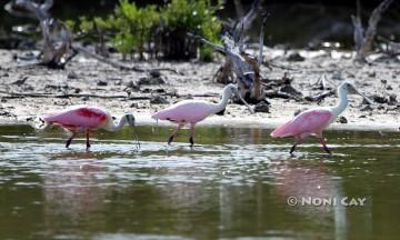 IMG_9820Spoonbills