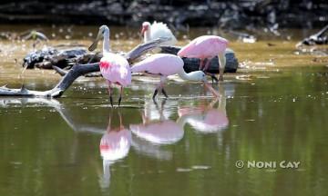 IMG_9822.Spoonbillsjpg