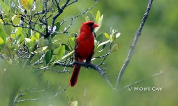 IMG_9850Cardinal