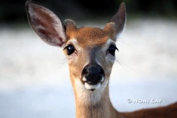 IMG_9879YoungBuck