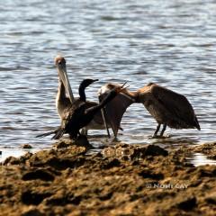 IMG_9955PelicansandCormorant.