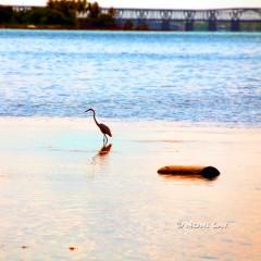 IMG_9963Egret