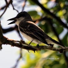 IMG_9965Loggerhead Shrike