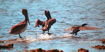 IMG_9991Pelican and Cormorant.