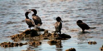 IMG_9996 Double-crested Cormorant.