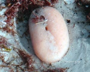 DSC03141Tunicate