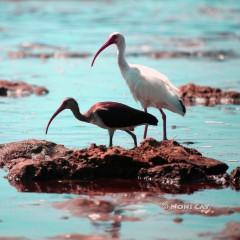 IMG_1024ImmatureIbis