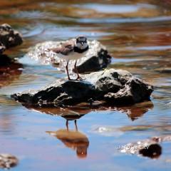 IMG_1046Killdeer