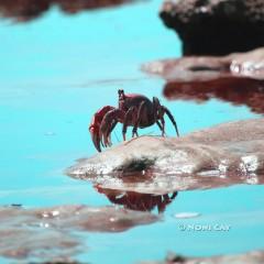 IMG_1071Crab