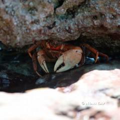 IMG_1092HidingCrab