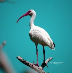 IMG_1098Ibis