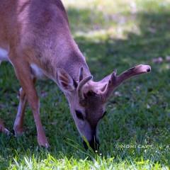 IMG_1156Peeling