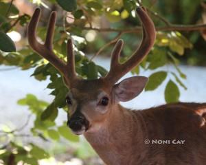 IMG_1180Buck