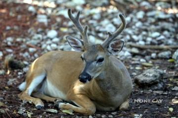 IMG_1232Buck