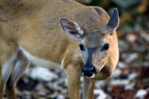 IMG_1268Doe