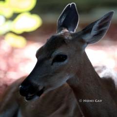 IMG_1276Doe