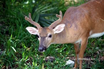 IMG_1297Buck