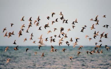 IMG_1350Flight Wilson's Plover