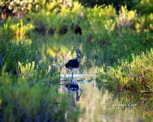 IMG_1451ImmatureIbis