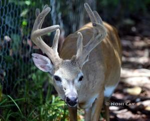 IMG_1515.Buck