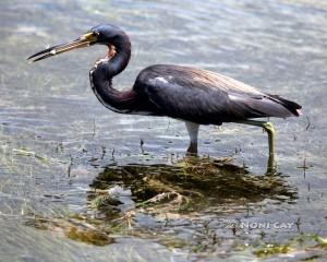 IMG_1587Fishing Tricolored Heron