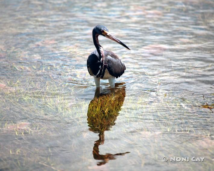 IMG_1603TricoloredHeron