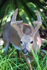 IMG_1619KeyDeerBuck in Big pine Key