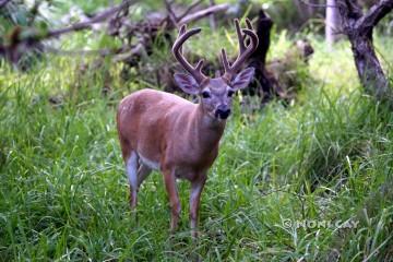 IMG_1630DeerInGrass