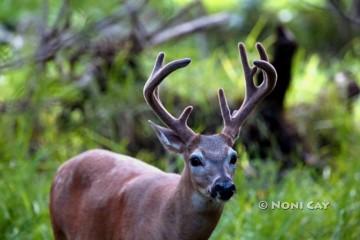 IMG_1633Buck