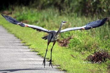 IMG_1762InFlight