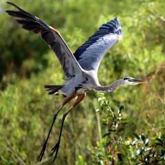 IMG_1767GreatBlue