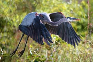 IMG_1768GreatBlue