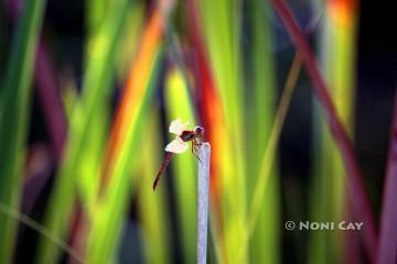 IMG_1783Dragonfly