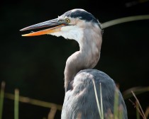 IMG_1799Great Blue Heron